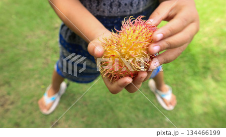 Child holding a half-peeled rambutan, childhood education on tropical fruits  134466199