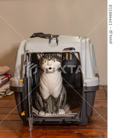 Cat Statue in Cage 134466318