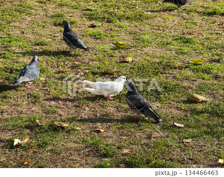Group of pigeons on grassy ground in autumn sunlight. Urban wildlife, coexistence and simplicity of everyday city nature. Group of pigeons on grassy ground in autumn sunlight. Urban wildlife, coexistence and simplicity of everyday city nature. 134466463