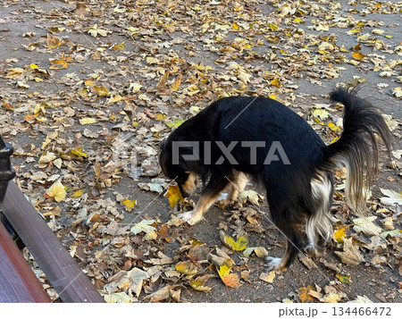 Black dog sniffing autumn leaves in park. Seasonal walk, outdoor exploration and everyday companionship. 134466472