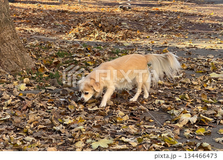 Curious small dog exploring fallen leaves in autumn park. Tranquil atmosphere and seasonal nature scene. 134466473
