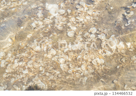 Close-up of shells and sand under shallow clear water. Natural seabed texture, marine background and abstract coastal pattern, Sardinian, La Maddalena, Italy Close-up of shells and sand under shallow clear water. Natural seabed texture, marine background and abstract coastal pattern, Sardinian, La Maddalena, Italy 134466532