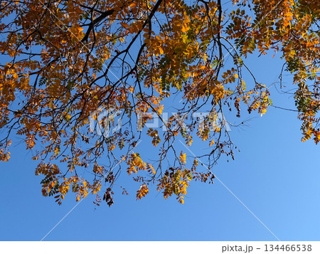 Golden branches against a blue expanse. Expression of lightness, movement and seasonal serenity. Golden branches against a blue expanse. Expression of lightness, movement and seasonal serenity. 134466538