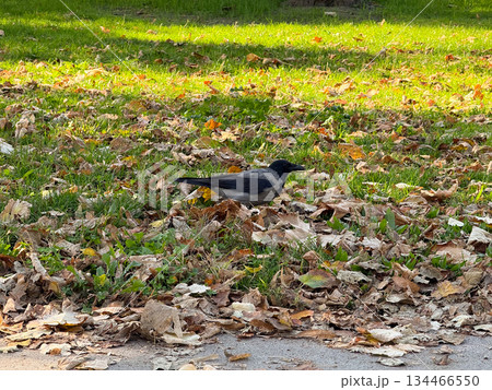 Crow standing on autumn grass among fallen leaves. Observation, contrast and urban wildlife harmony in natural park environment. Crow standing on autumn grass among fallen leaves. Observation, contrast and urban wildlife harmony in natural park environment. 134466550