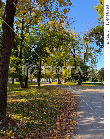 Park alley with trees and fallen leaves in autumn. Calmness, leisure and peaceful atmosphere of seasonal change. Park alley with trees and fallen leaves in autumn. Calmness, leisure and peaceful atmosphere of seasonal change. 134466563