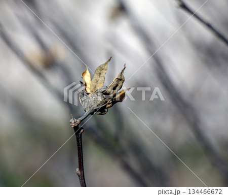 Close-up of Syrian hibiscus in early spring against grey background Close-up of Syrian hibiscus in early spring against grey background 134466672