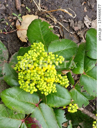The buds of Mahonia flower or Berberis aquifolium open in early spring The buds of Mahonia flower or Berberis aquifolium open in early spring 134466677