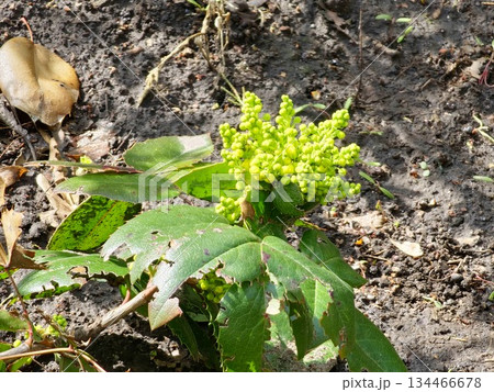 A close-up of bright yellow Mahonia flower buds surrounded by green, glossy leaves A close-up of bright yellow Mahonia flower buds surrounded by green, glossy leaves 134466678