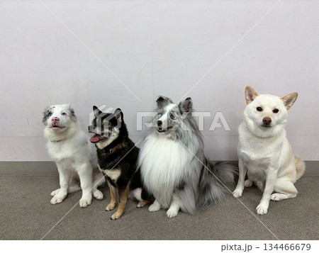 仲良しな4頭の犬 仲良しな4頭の犬 134466679