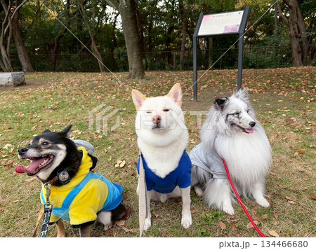 仲良しな3頭の犬 134466680