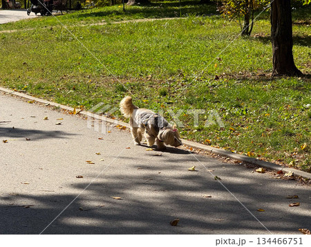 A small dog walking along the sunny park path surrounded by green grass. Leisure, companionship, and gentle motion within a calm outdoor scene. A small dog walking along the sunny park path surrounded by green grass. Leisure, companionship, and gentle motion within a calm outdoor scene. 134466751