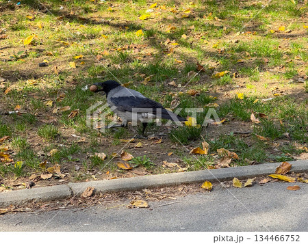 A crow holding a nut in its beak on the grassy ground surrounded by autumn leaves. Wildlife, instinct, and urban adaptation represented through everyday nature. A crow holding a nut in its beak on the grassy ground surrounded by autumn leaves. Wildlife, instinct, and urban adaptation represented through everyday nature. 134466752