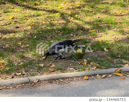 A crow holding a nut in its beak on the grassy ground surrounded by autumn leaves. Wildlife, instinct, and urban adaptation represented through everyday nature. 134466753