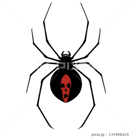 セアカゴケグモ 134466829