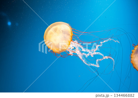 underwater photography jellyfish Chrysaora fuscescens, Pacific sea nettle, West Coast sea nettle 134466882