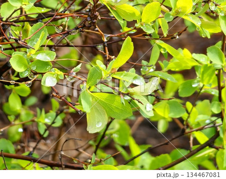 Wet branches of spiraea with young spring leaves covered with dew drops in overcast rainy morning, fragment of the bush in selective focus 134467081