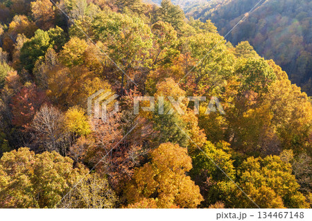 Autumn woods of Appalachian mountains at sunset with yellow and orange canopies in colorful forest. Landscape of wild nature in fall season Autumn woods of Appalachian mountains at sunset with yellow and orange canopies in colorful forest. Landscape of wild nature in fall season 134467148