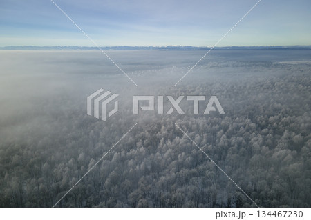 Aerial view of snow covered white forest with frozen trees in cold winter. Dense wild woodland in wintertime 134467230