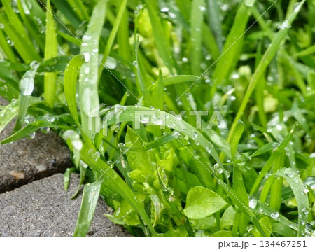 Dew drops on young green leaves of grass in morning after rain 134467251