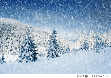 Winter Winter 134467405