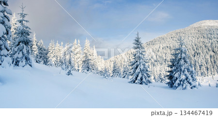 Winter 134467419