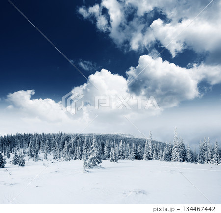 Winter Winter 134467442