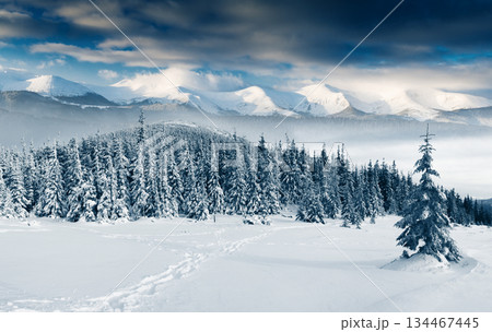 Winter Winter 134467445