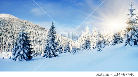 Winter Winter 134467446