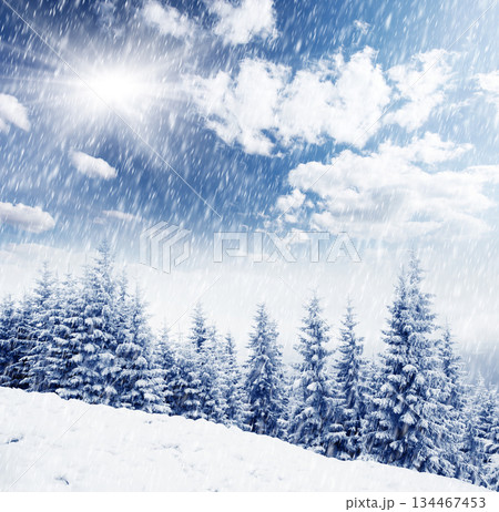 Winter Winter 134467453
