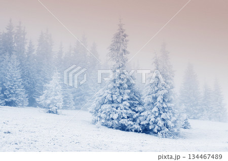 Winter Winter 134467489