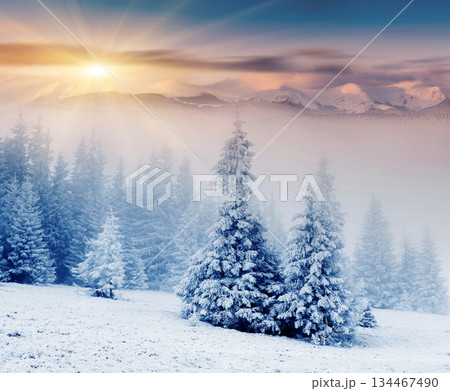 Winter Winter 134467490