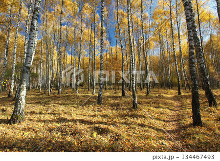 forest forest 134467493