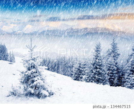Winter 134467515