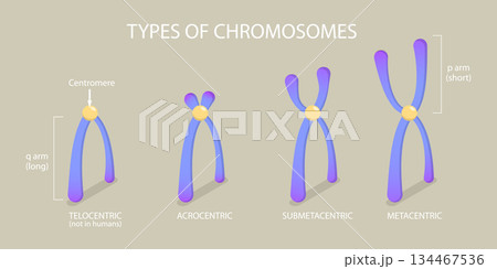 3D Isometric Flat Vector Illustration of Chromosome Types, Different Kinds Of Chromosomes In An Organism 3D Isometric Flat Vector Illustration of Chromosome Types, Different Kinds Of Chromosomes In An Organism 134467536