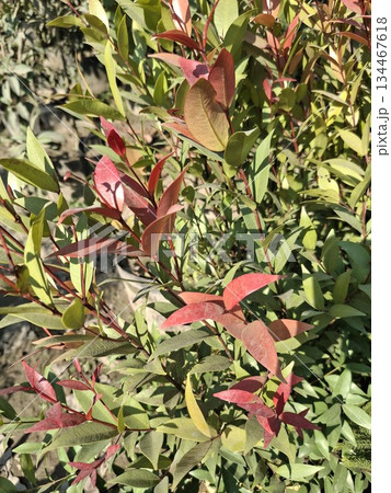 Close-up of a dense shrub with red new growth contrasting against green leaves Close-up of a dense shrub with red new growth contrasting against green leaves 134467618