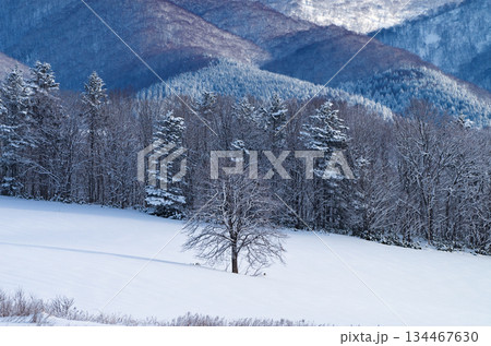 1本の木と雪景色の冬の山 134467630