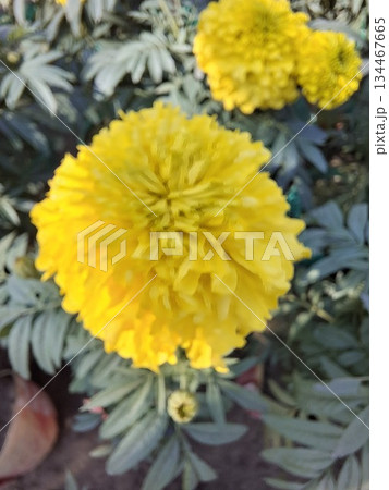 Bright Yellow Marigold Flower in Garden with Lush Foliage - Close Up Bright Yellow Marigold Flower in Garden with Lush Foliage - Close Up 134467665