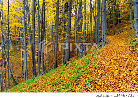 autumn autumn 134467733