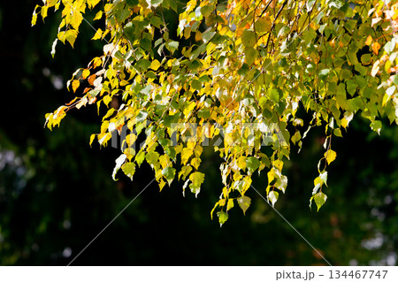 leaves leaves 134467747