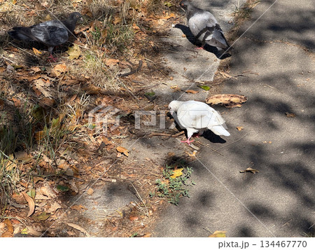 A white pigeon walks on dry autumn leaves in an outdoor environment with natural light. Wildlife, urban nature, seasonal landscape and ecological adaptation in everyday outdoor scene. 134467770