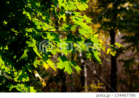 leaves leaves 134467790