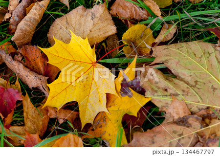 leaves leaves 134467797