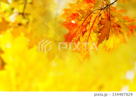 leaves leaves 134467829