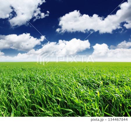 field 134467844