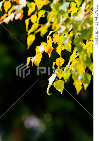 leaves 134467851