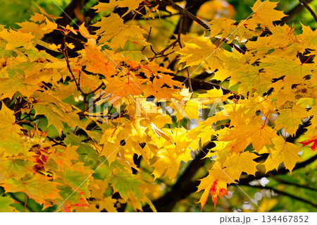 leaves leaves 134467852
