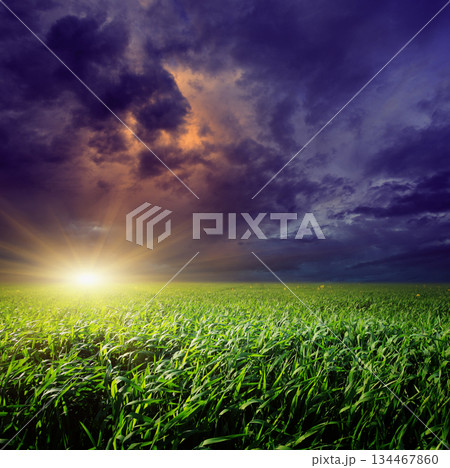 field field 134467860