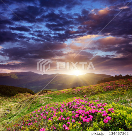 flower 134467862