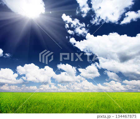 field field 134467875