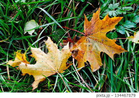 leaves leaves 134467879
